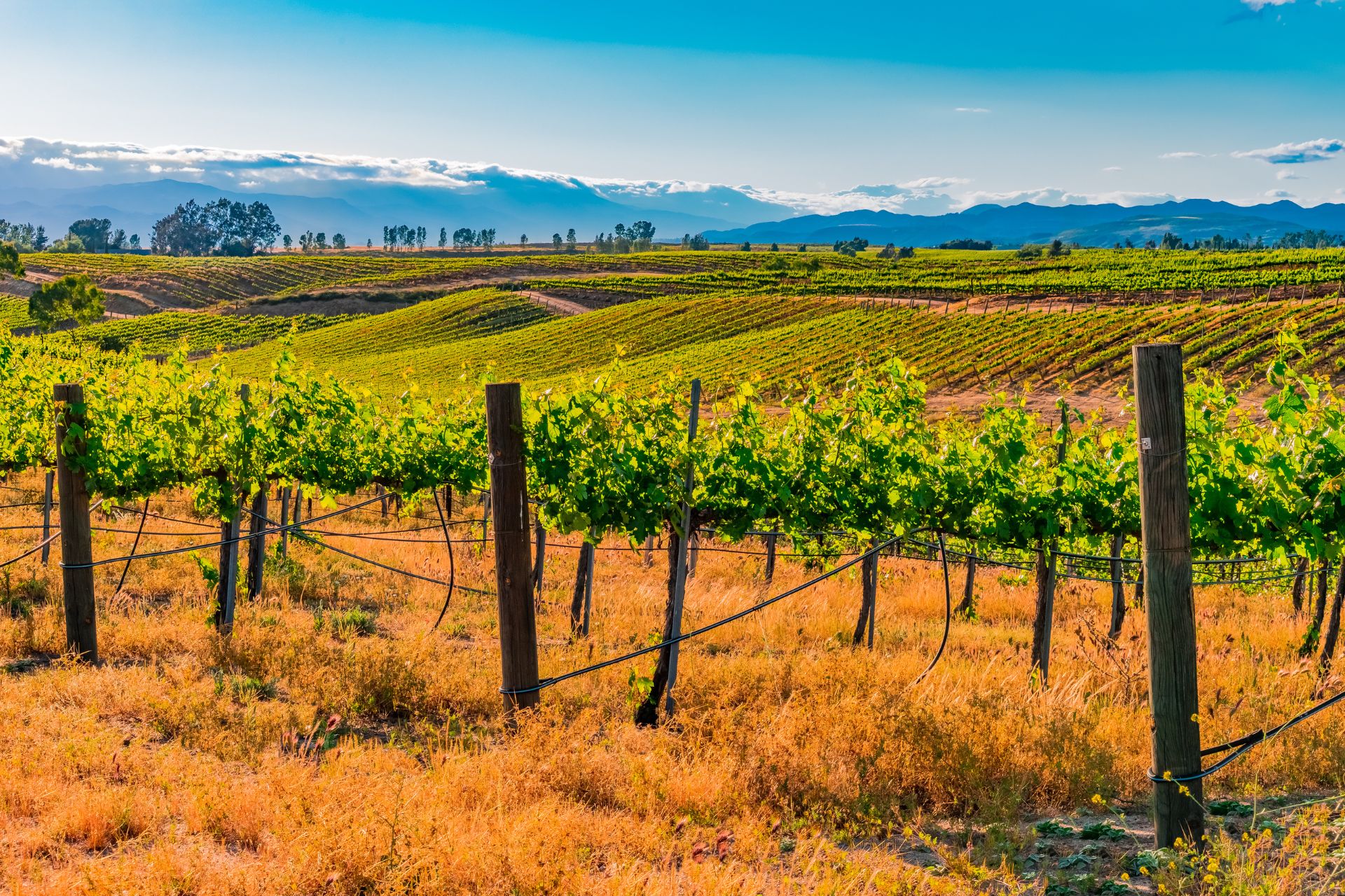 temecula wineries